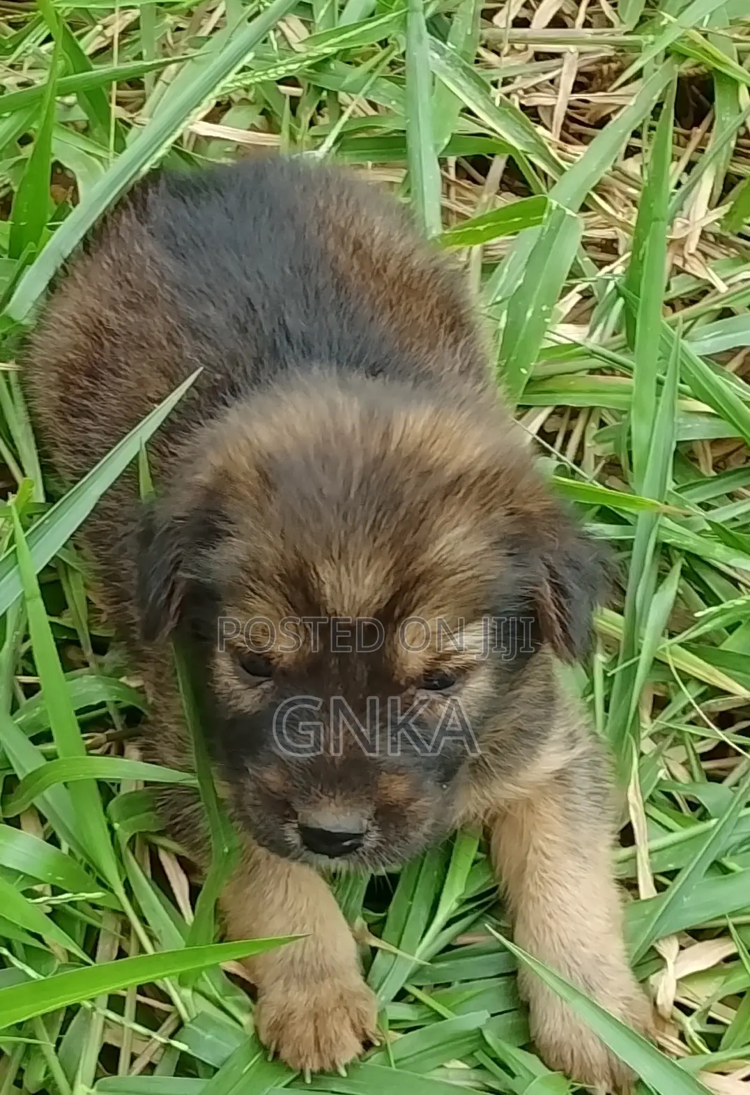 0-1 month Female Mixed Breed German Shepherd