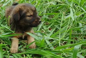 0-1 month Female Mixed Breed German Shepherd