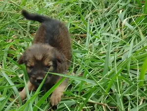 0-1 month Female Mixed Breed German Shepherd