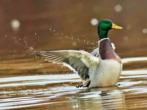 Mallard Duck Pair in Ghana free Delivery