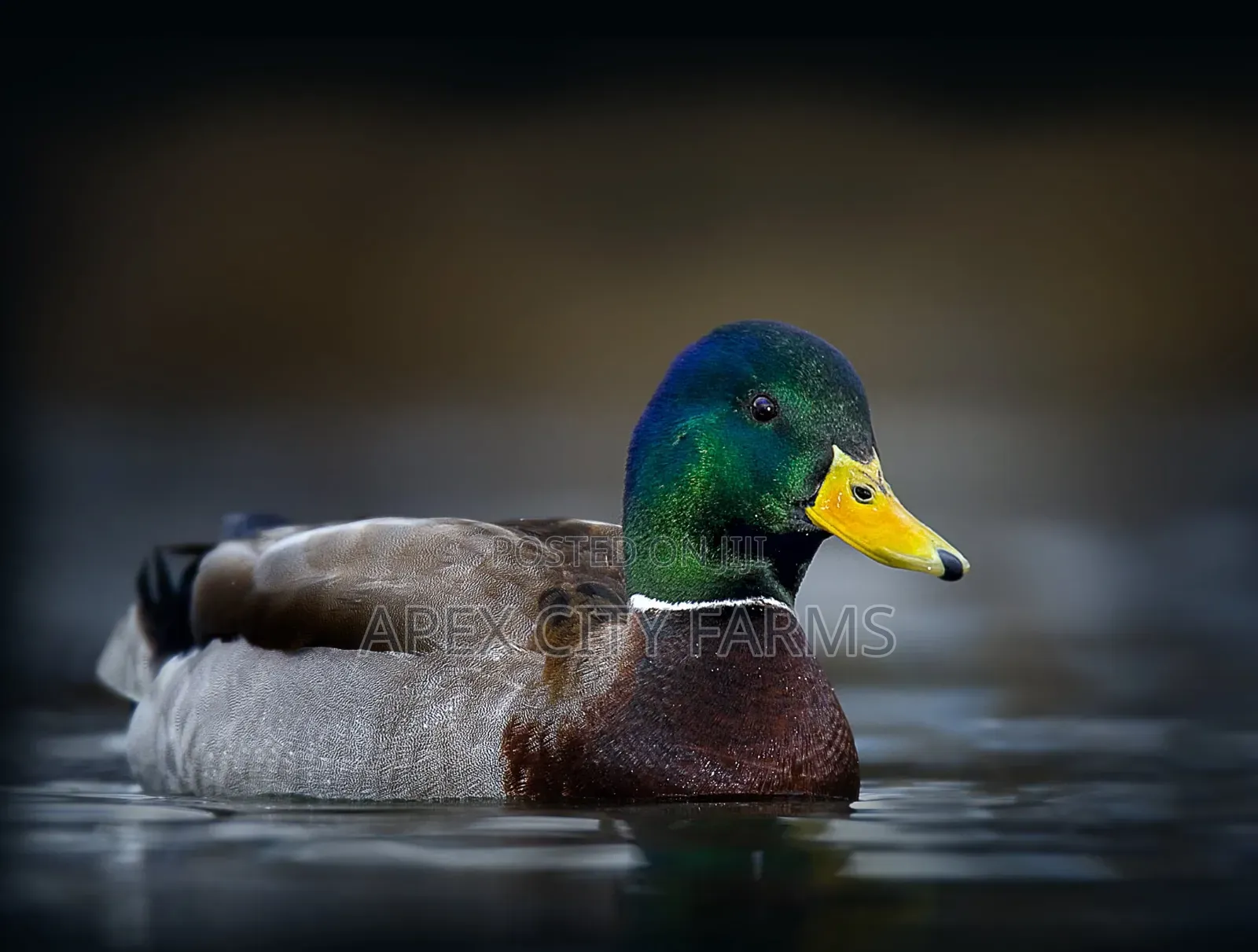 Mallard Duck Pair in Ghana free Delivery