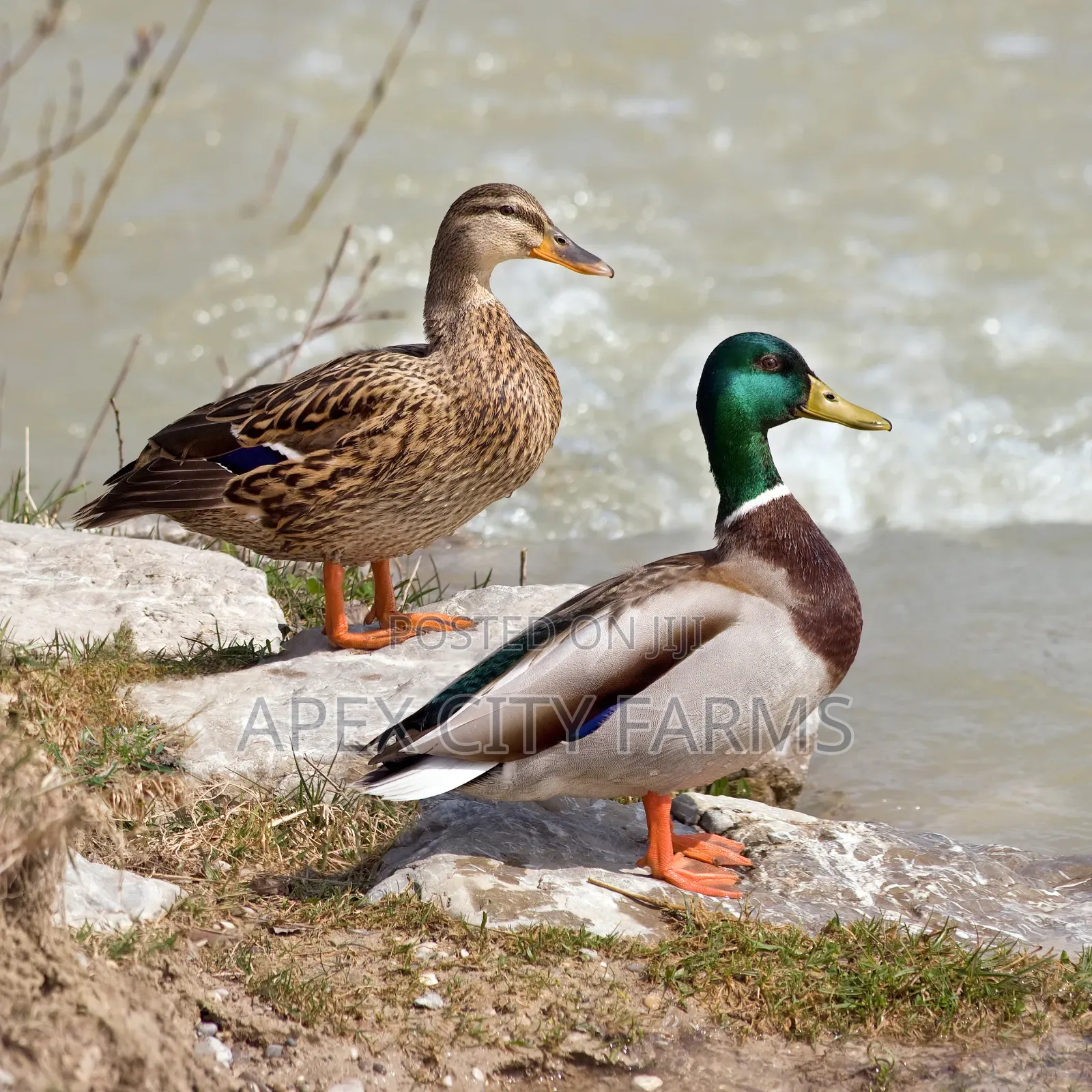 Mallard Duck Pair in Ghana free Delivery