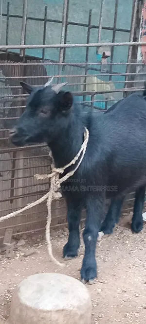 A Healthy Female Goat (Doe)
