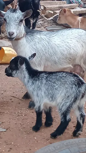 Healthy Female Goat (Doe) and a Baby Female (Kid)
