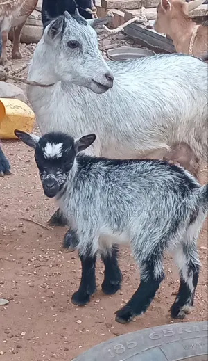 Healthy Female Goat (Doe) and a Baby Female (Kid)