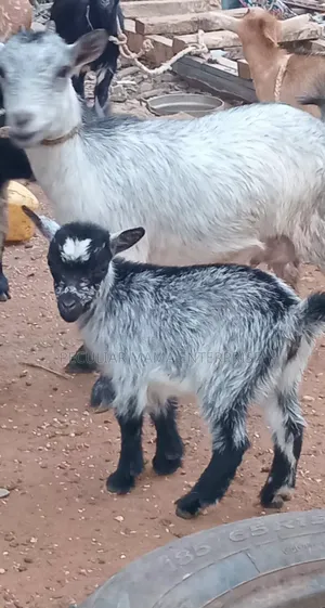 Healthy Female Goat (Doe) and a Baby Female (Kid)