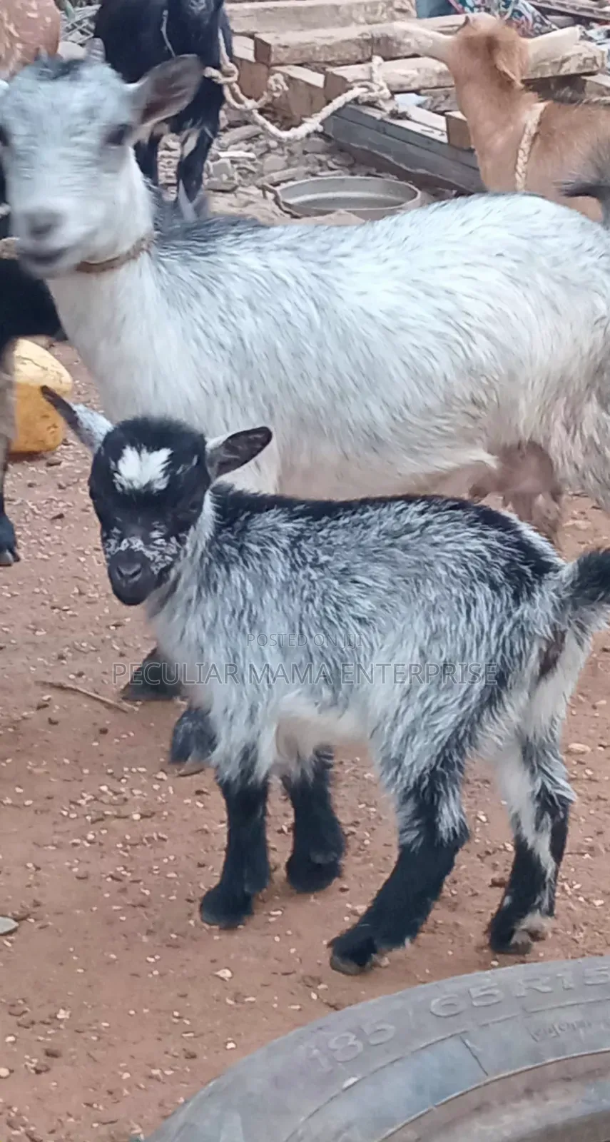 Healthy Female Goat (Doe) and a Baby Female (Kid)