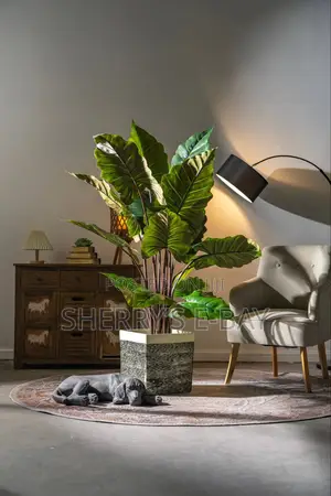 Rainbow Taro Plant With Concrete Pot