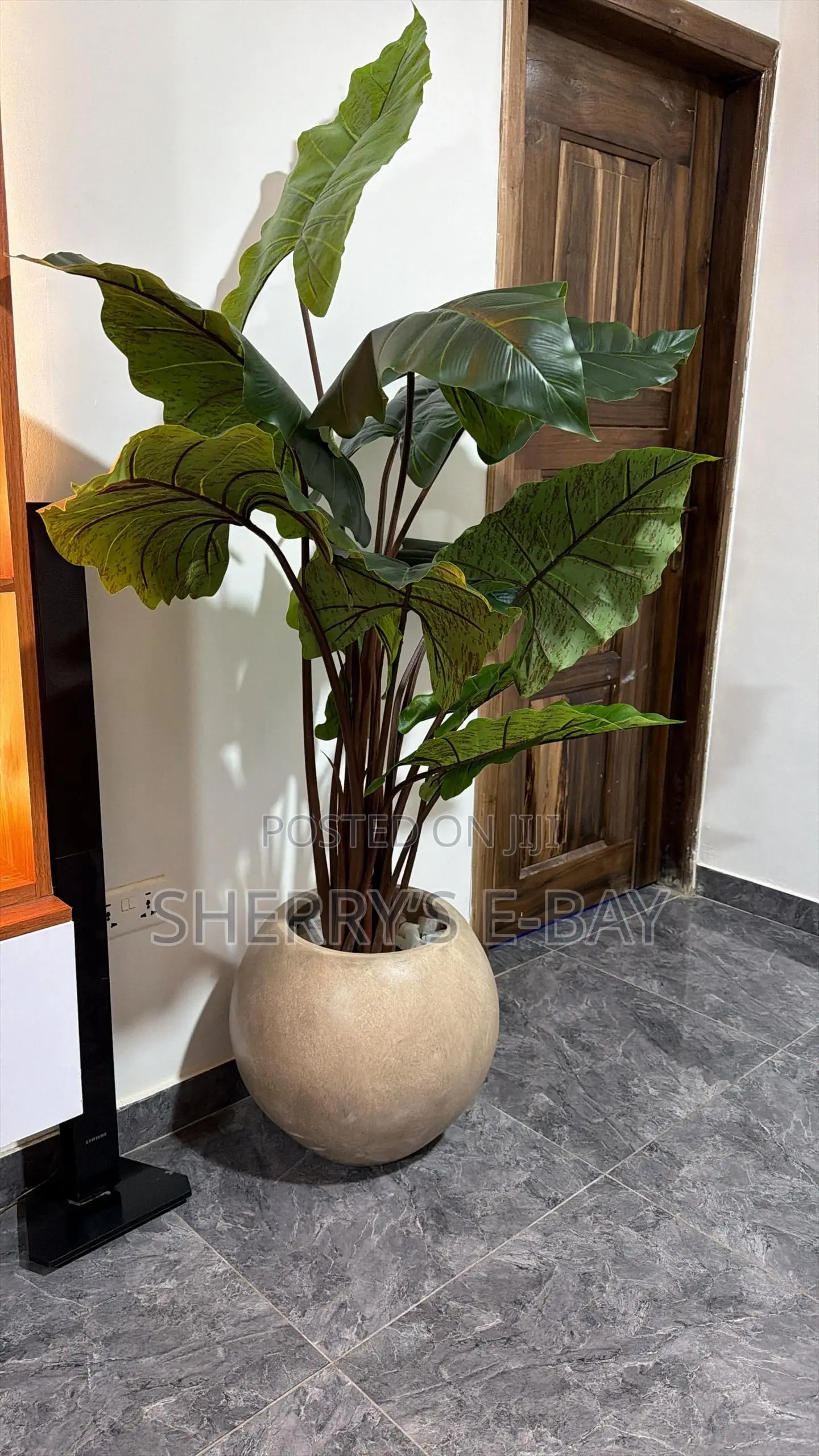 Rainbow Taro Plant With Concrete Pot