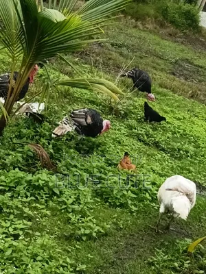 Turkey Bird Male