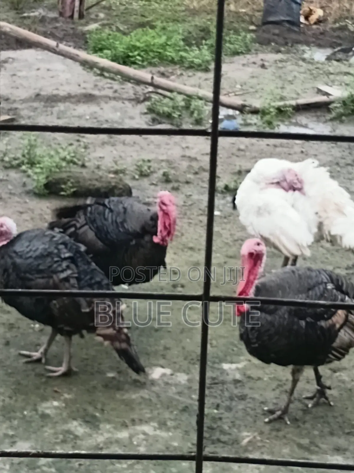 Turkey Bird Male