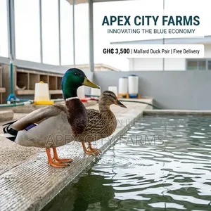 Mallard Duck Pair in Ghana free Delivery