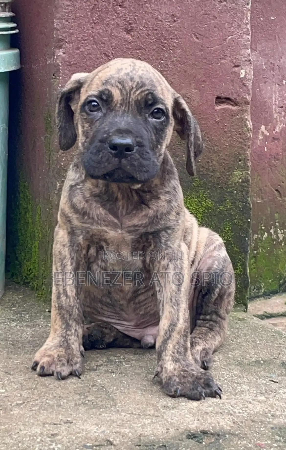 1-3 months Male Mixed Breed Boerboel