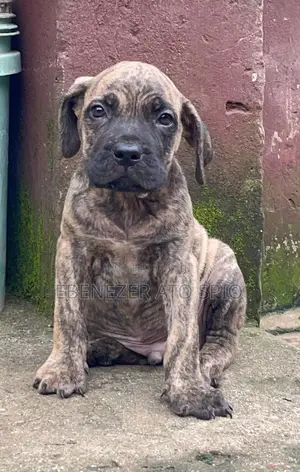 1-3 months Male Mixed Breed Boerboel