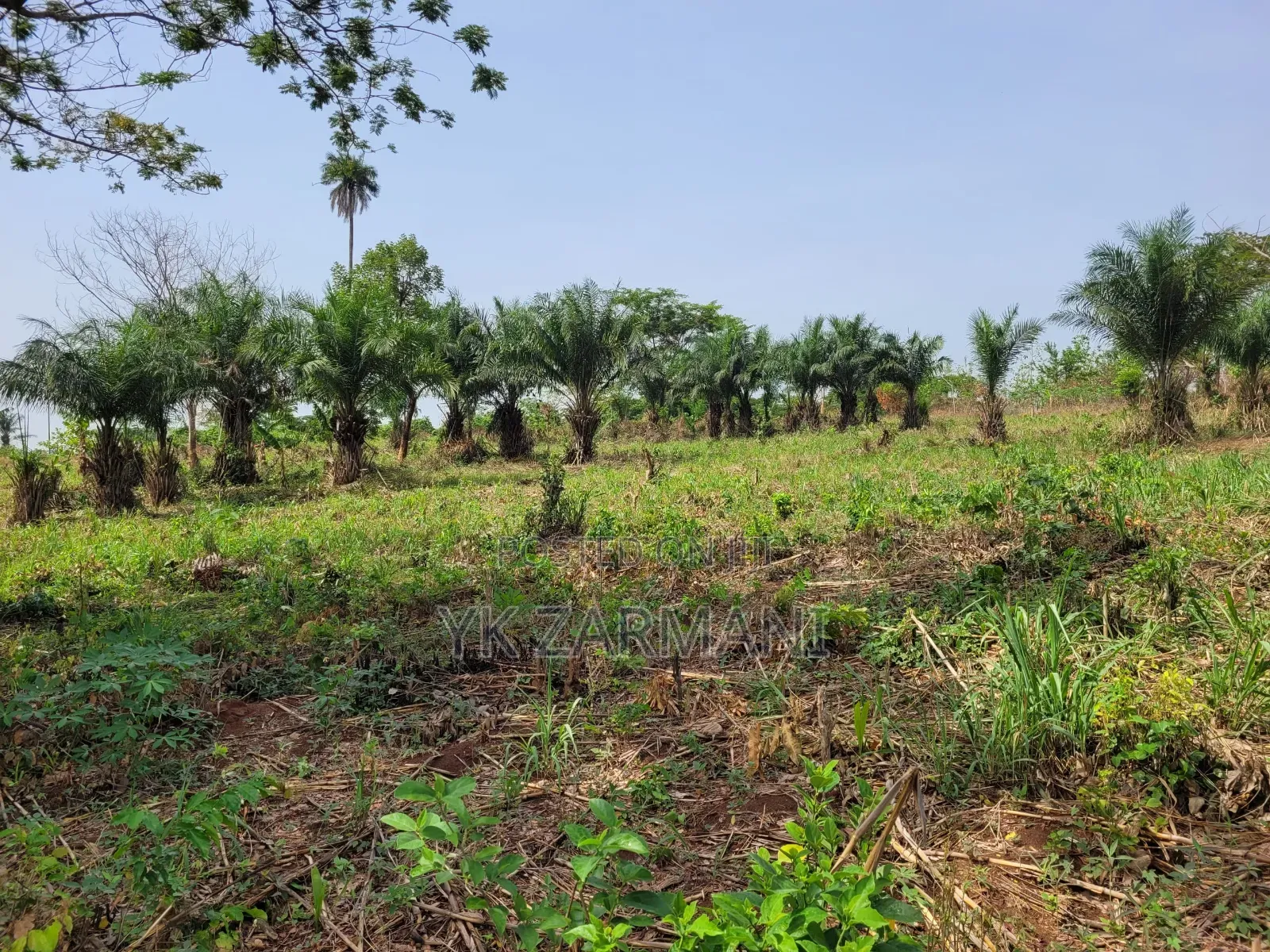 10 Acres Farmland for Sale