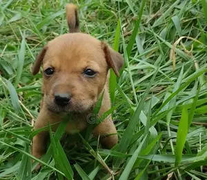 0-1 month Male Mixed Breed German Shepherd
