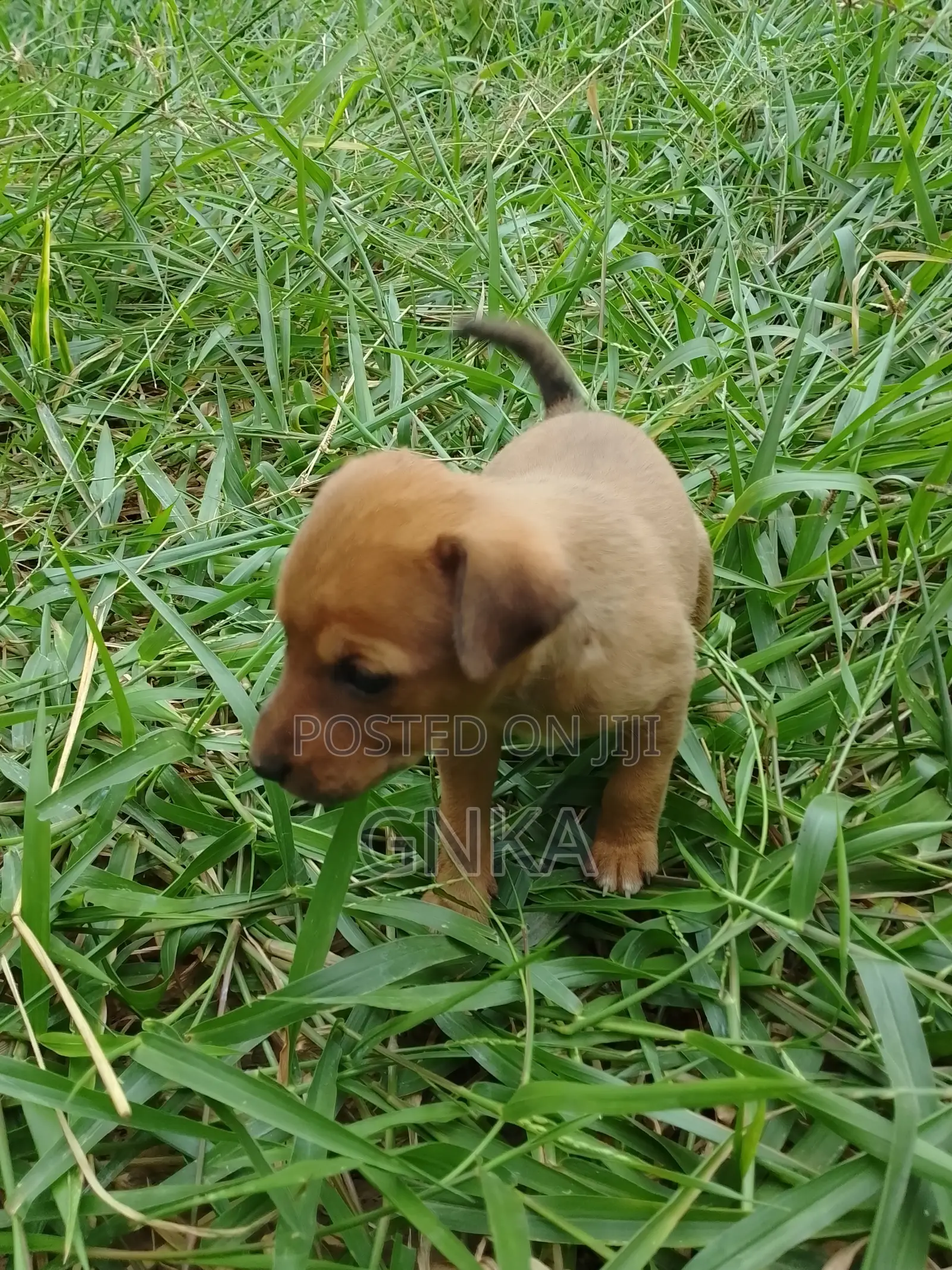 0-1 month Male Mixed Breed German Shepherd