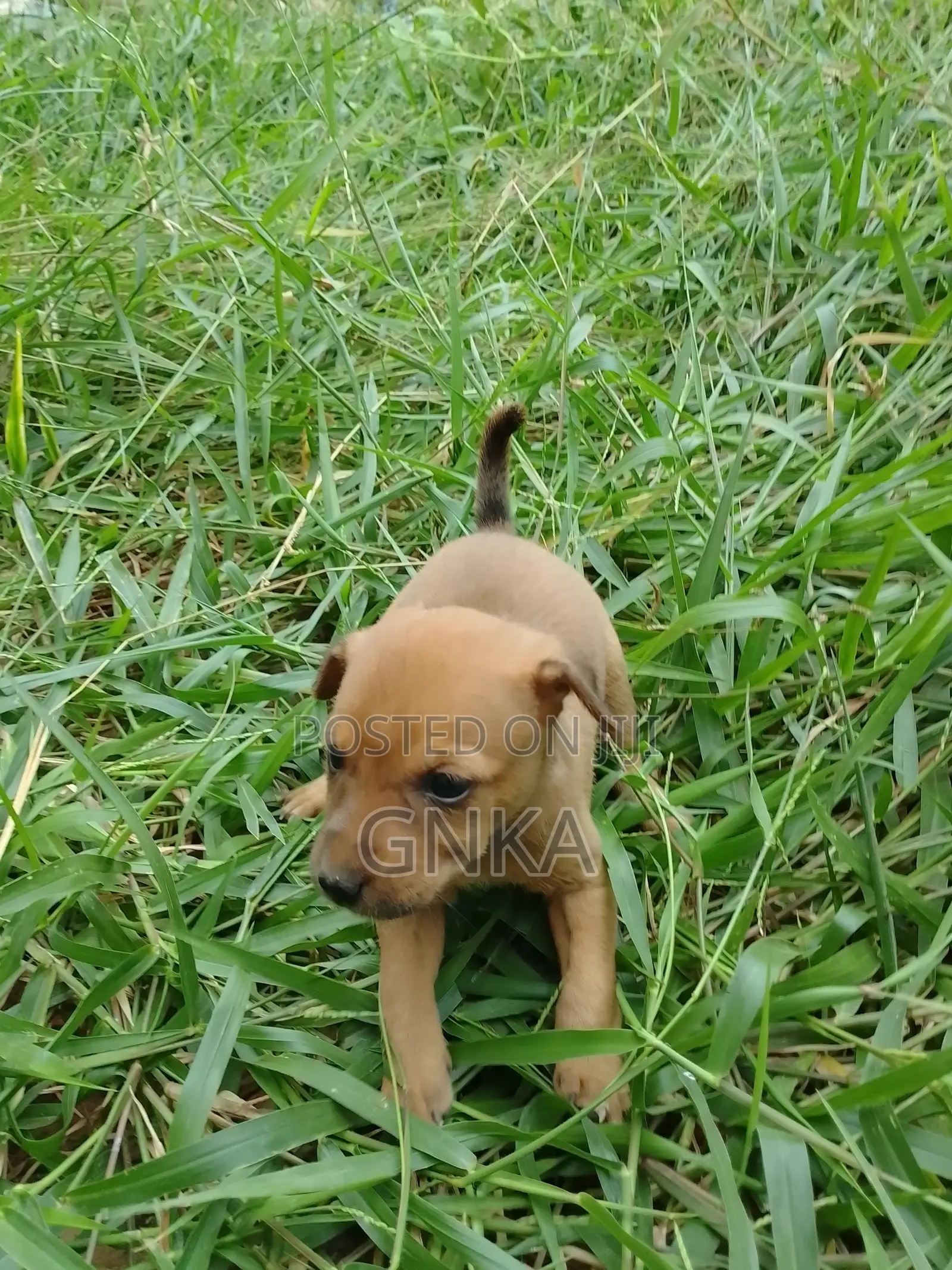 0-1 month Male Mixed Breed German Shepherd