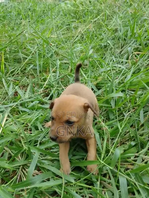 0-1 month Male Mixed Breed German Shepherd