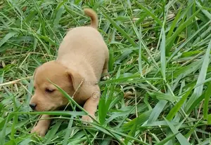 0-1 month Male Mixed Breed German Shepherd