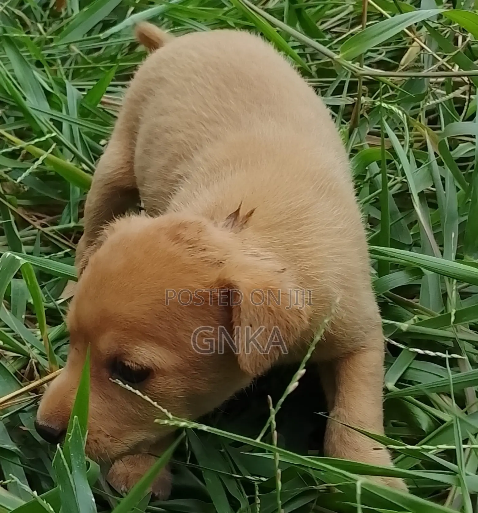 0-1 month Male Mixed Breed German Shepherd
