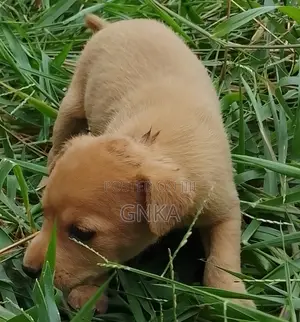 0-1 month Male Mixed Breed German Shepherd
