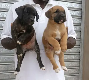 1-3 months Male Mixed Breed Boerboel