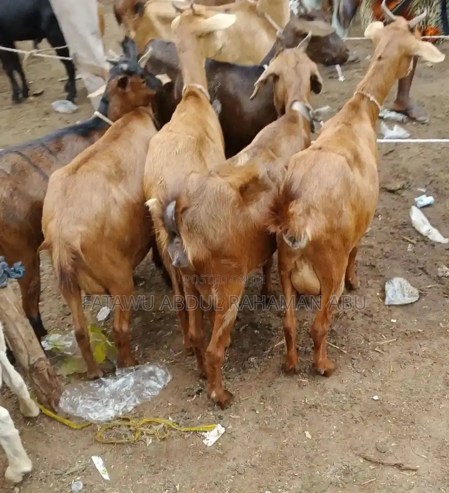 Goat Is Active Selling