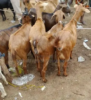 Goat Is Active Selling