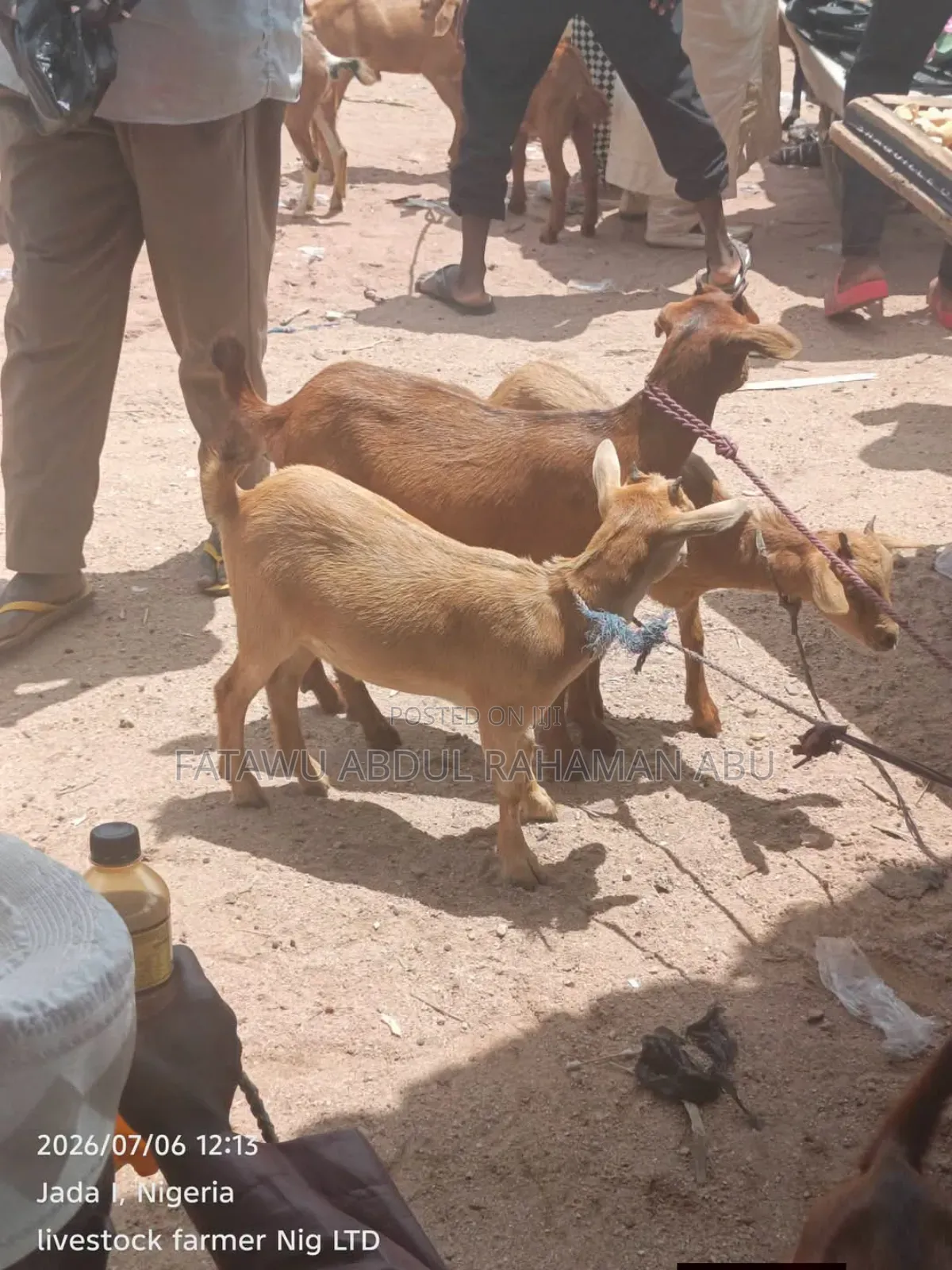Goat Is Active Selling