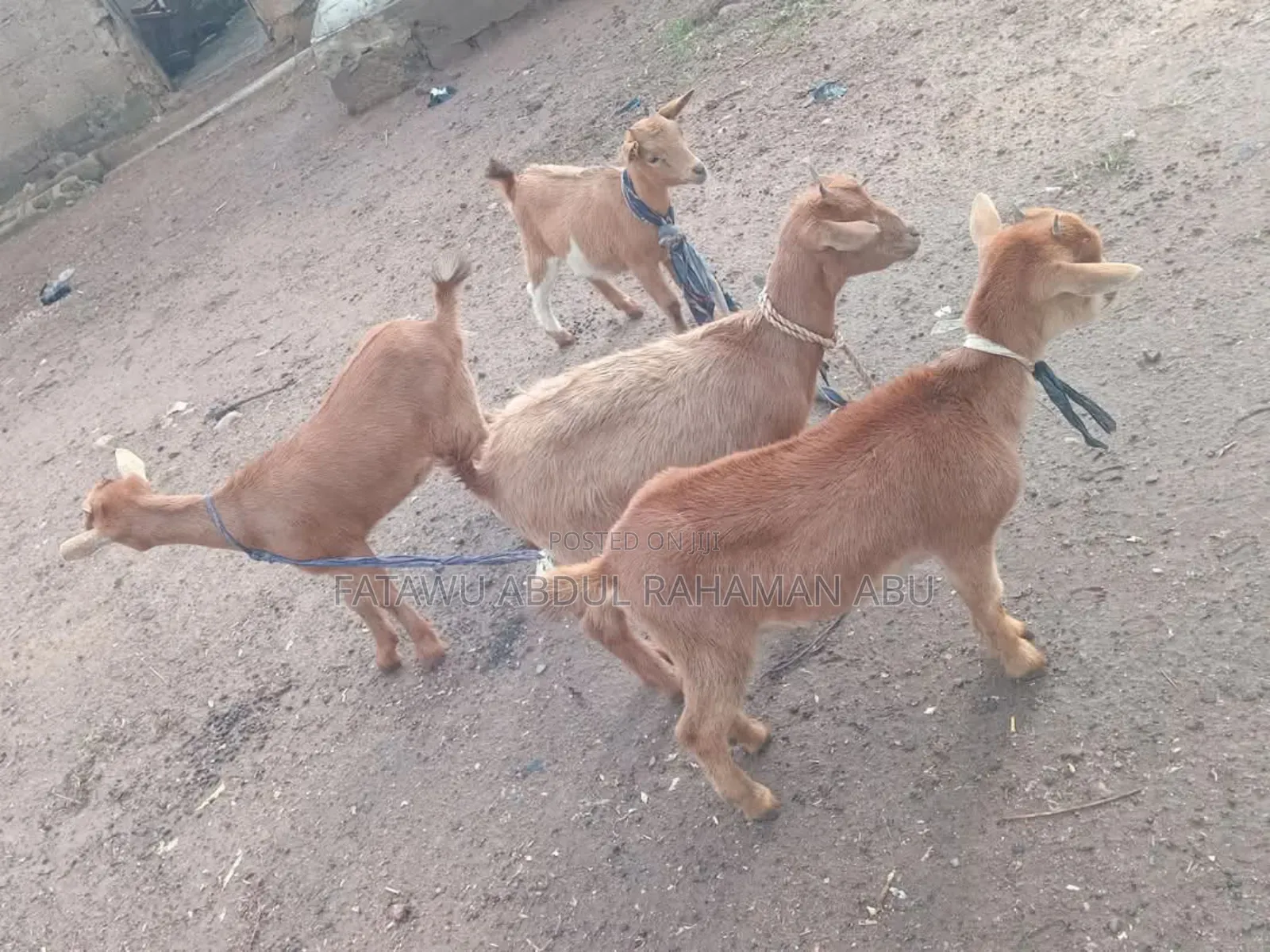 Goat Is Active Selling