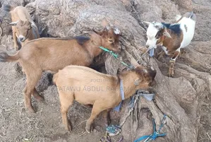 Goat Is Active Selling