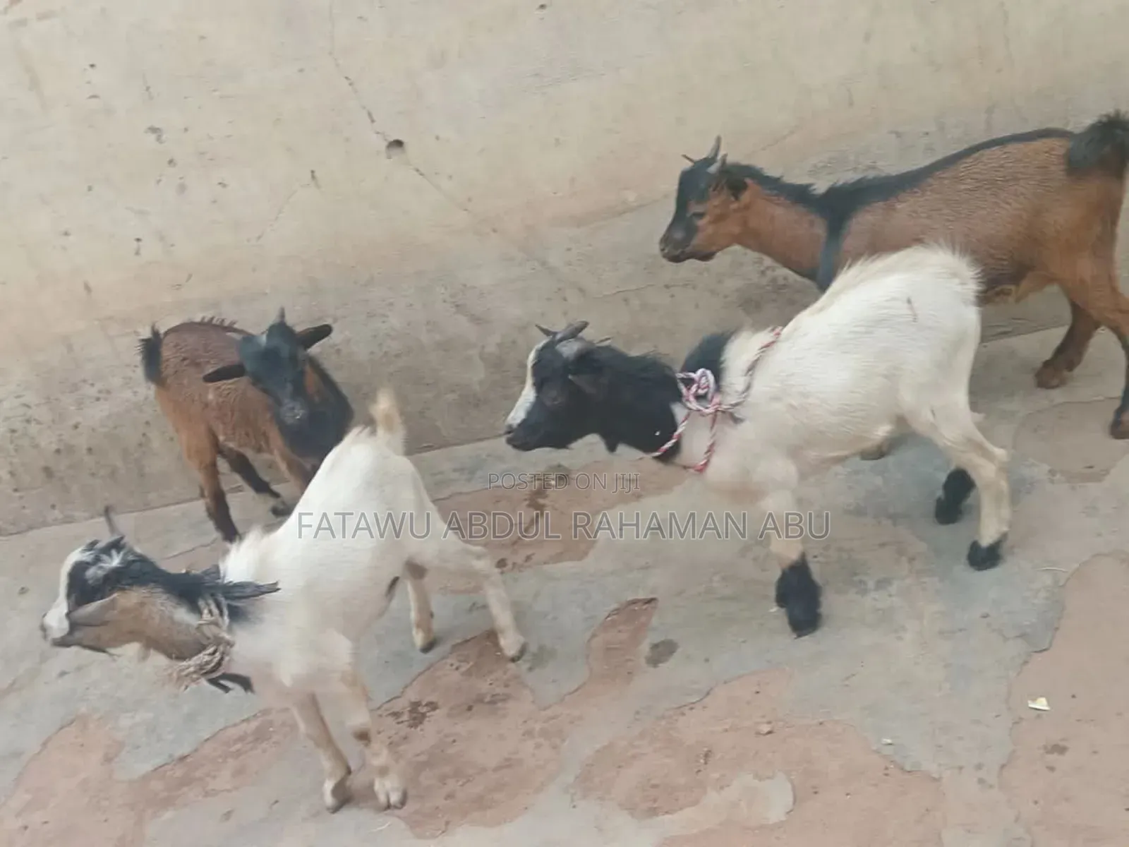 Goat Is Active Selling