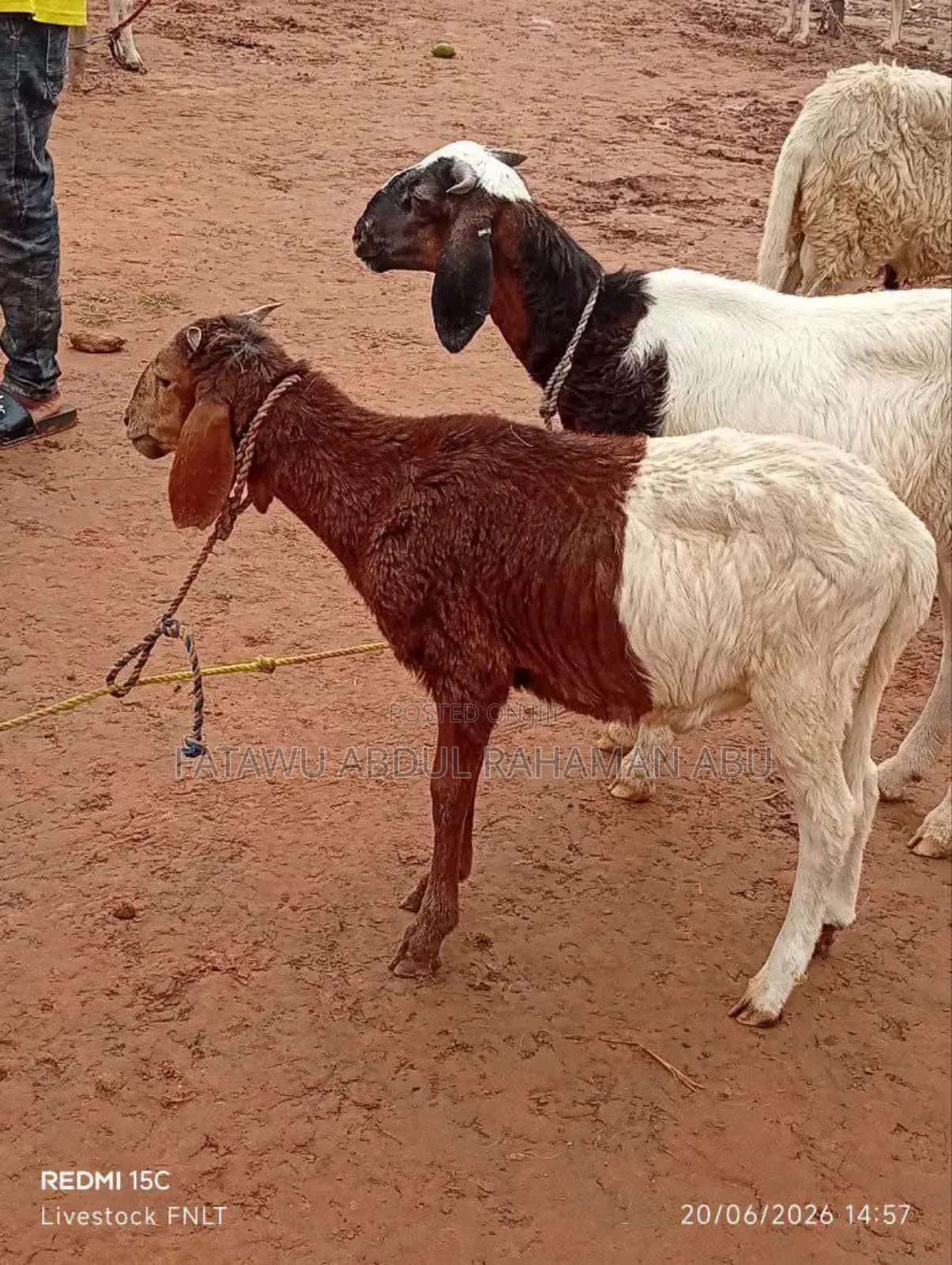 Female Sheep Is Active