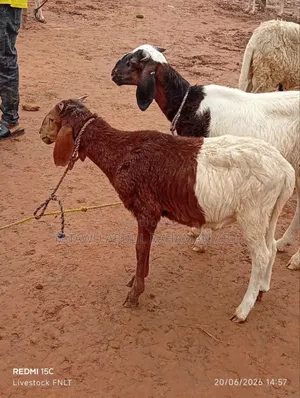 Female Sheep Is Active