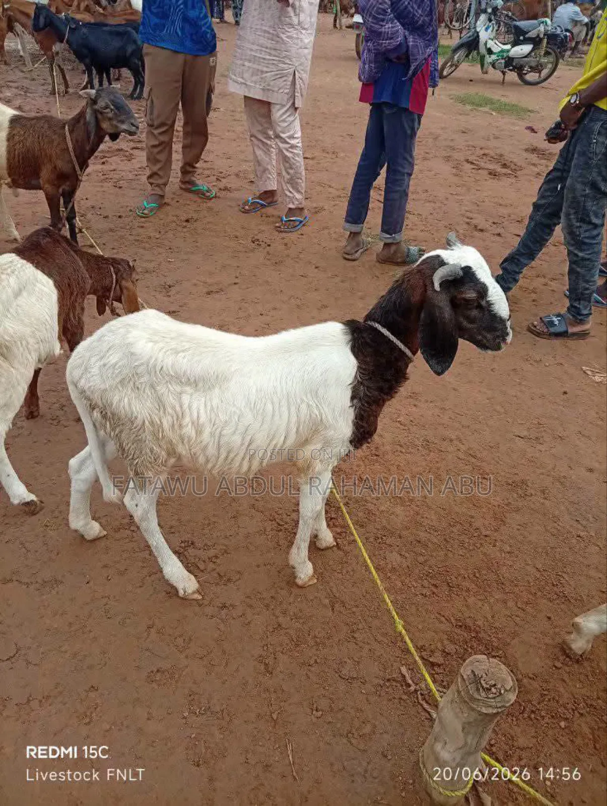 Female Sheep Is Active