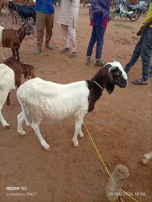 Female Sheep Is Active
