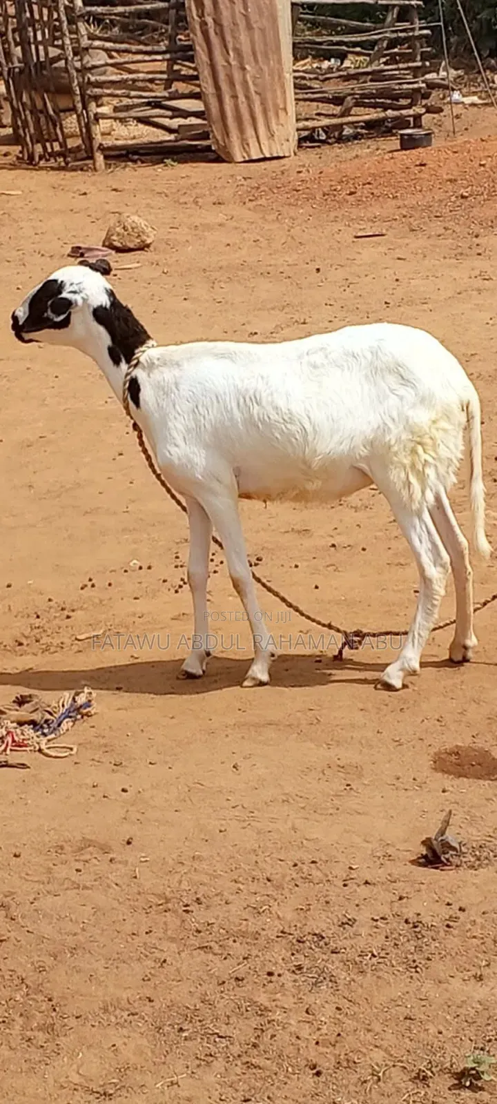 Female Sheep Is Active