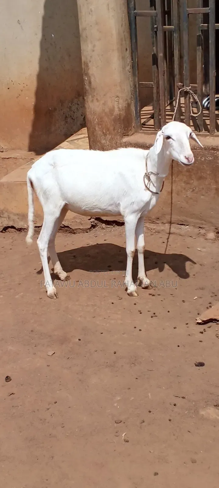 Female Sheep Is Active
