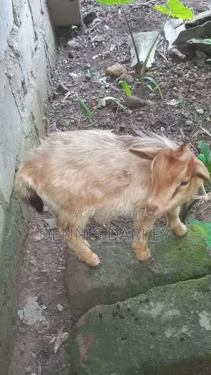 Pregnant Female Goat