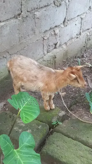 Pregnant Female Goat
