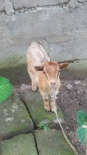 Pregnant Female Goat