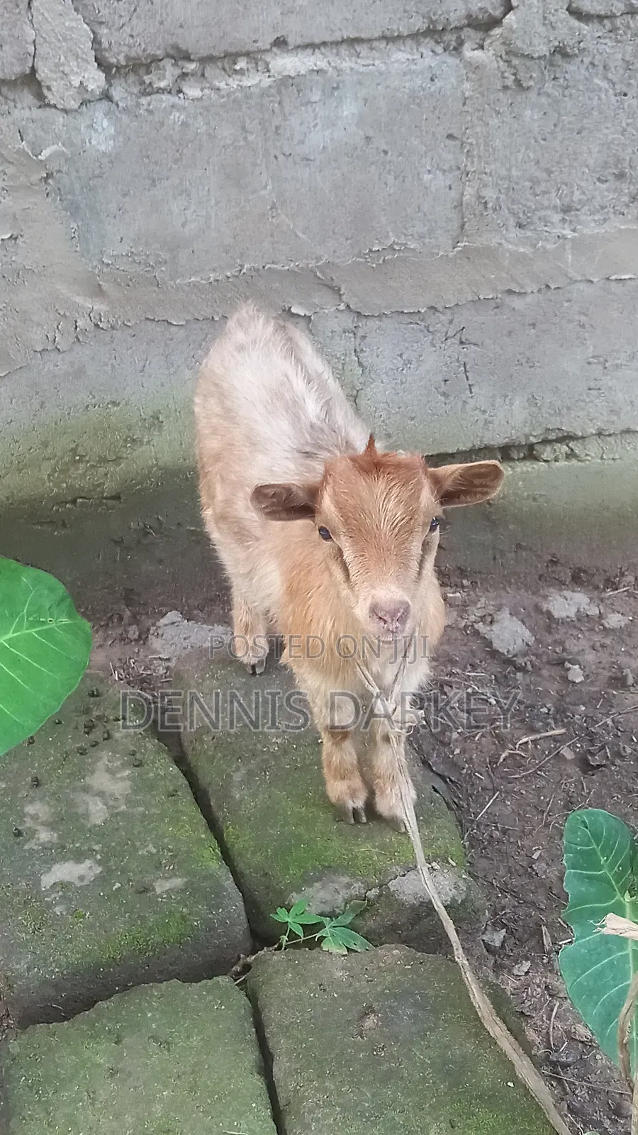 Pregnant Female Goat