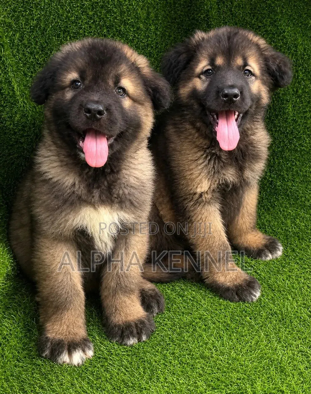 1-3 months Male Purebred Caucasian Shepherd