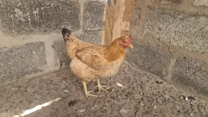 Local Chicken's