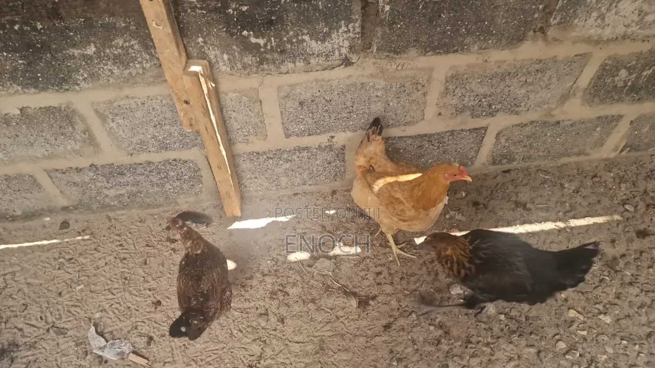 Local Chicken's