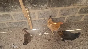 Local Chicken's
