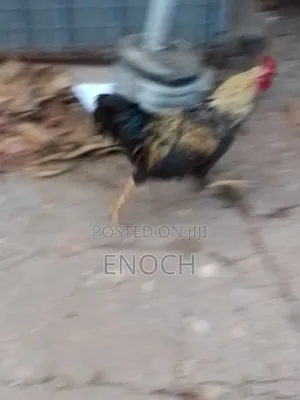 Local Chicken's