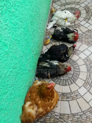 Local Chicken's