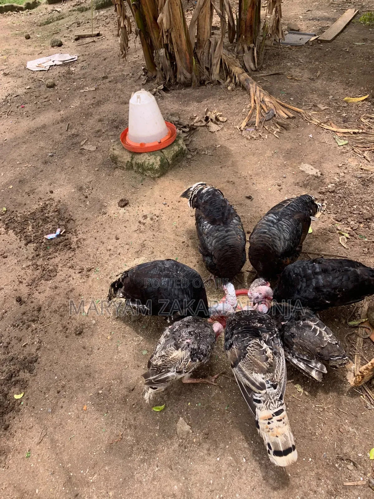 Male Turkeys, Ready to Cross